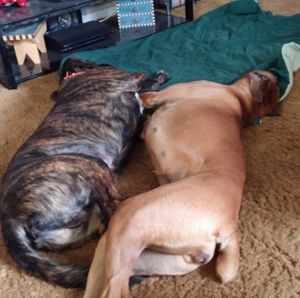 Meet your Posher, Chrissy